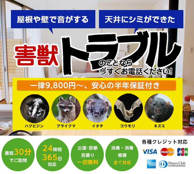屋根や壁で音がする!天井にシミができた!害獣トラブルのことなら今すぐお電話ください!